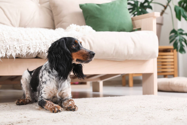 リビングルームのカーペットの上に横たわるかわいいコッカースパニエル犬 - 写真・画像