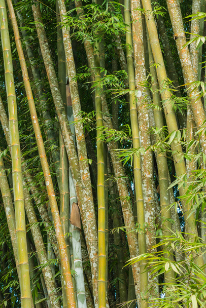 big fresh bamboo grove in forest - Фото, изображение