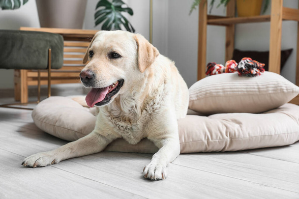 Χαριτωμένο Λαμπραντόρ σκυλί με παιχνίδι που βρίσκεται στο κρεβάτι κατοικίδιων ζώων στο σαλόνι - Φωτογραφία, εικόνα
