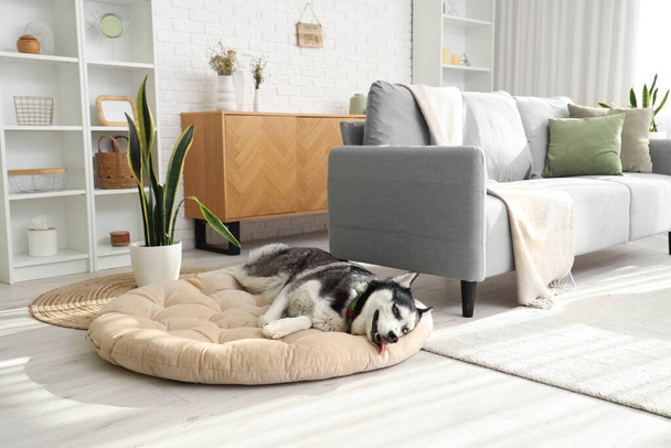 Χαριτωμένο Husky σκυλί που βρίσκεται στο κρεβάτι κατοικίδιων ζώων στο σαλόνι - Φωτογραφία, εικόνα