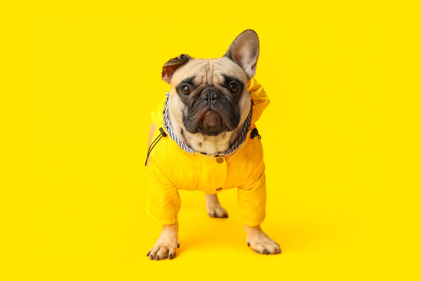 Niedliche französische Bulldogge im Regenmantel auf gelbem Hintergrund - Foto, Bild
