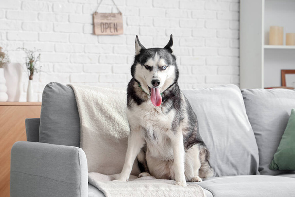 Cute Husky pies na kanapie w salonie - Zdjęcie, obraz