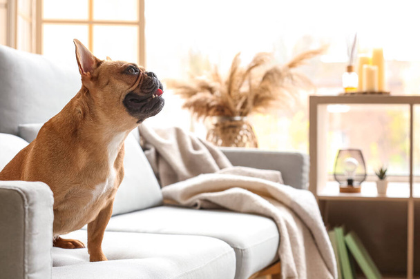 Lustige französische Bulldogge sitzt zu Hause auf Sofa - Foto, Bild