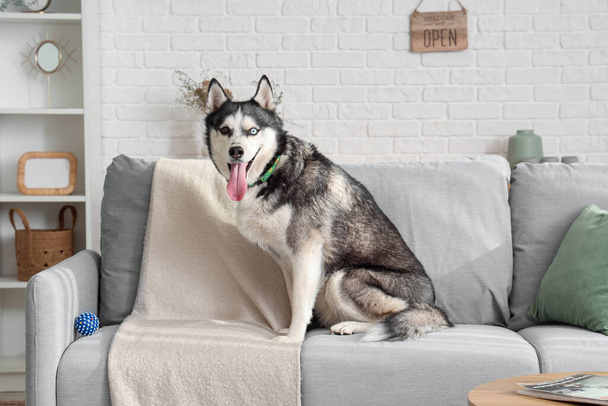 Χαριτωμένο Husky σκυλί στον καναπέ στο σαλόνι - Φωτογραφία, εικόνα