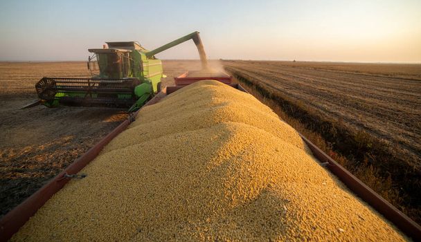 Verter grano de soja en el remolque del tractor después de la cosecha - Foto, imagen