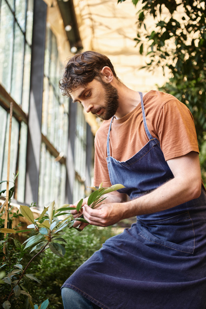 jóképű és szakállas kertész farmerkötényben, aki zöld növényleveleket keres üvegházban - Fotó, kép