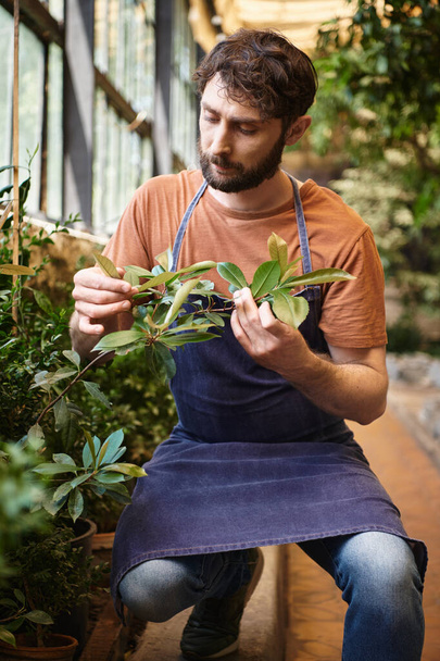 handsome bearded gardener in denim apron looking at green leaves of plant in greenhouse - Photo, Image