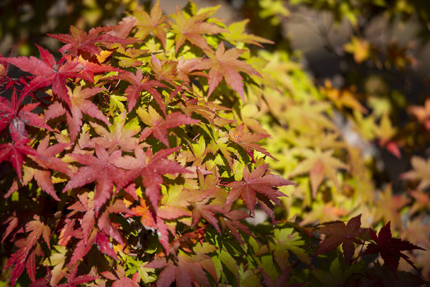 Деталі листя японського клена восени з характерними червоними, жовтими і коричневими кольорами того часу. - Фото, зображення