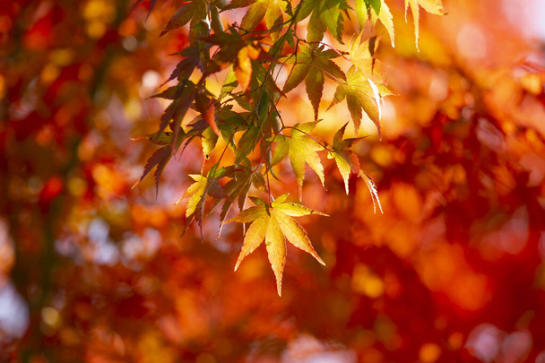 Detalhes das folhas de um bordo japonês durante o outono com as cores vermelhas, amarelas e marrons características da época. - Foto, Imagem