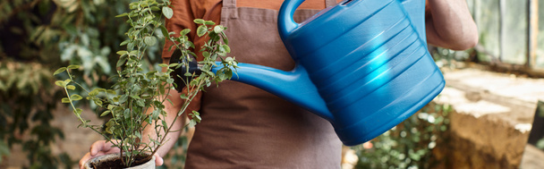 обрезанный баннер садовника в джинсовом фартуке полива растений в теплице, садоводство концепции - Фото, изображение
