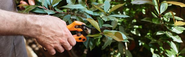 pancarta recortada de jardinero cortando ramas de plantas con tijeras de jardinería en invernadero - Foto, imagen
