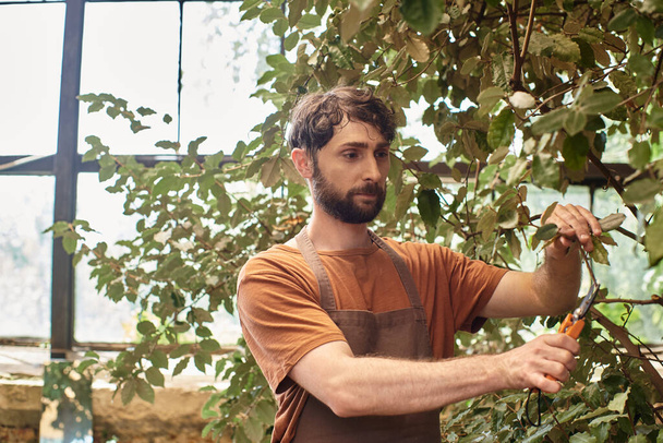 リネンエプロンの幸せな庭師は,温室で庭のハサミと植物の枝を切断する - 写真・画像