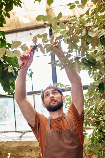 бородатий садівник у лляному фартусі, що розрізає гілки рослин з садівничими ножицями в теплиці - Фото, зображення