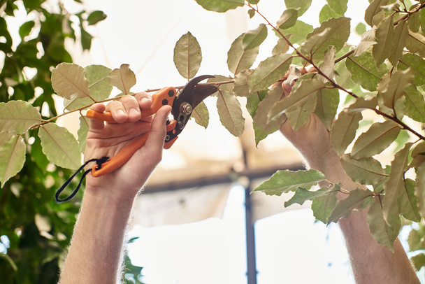 vista cortada de ramos de corte de jardineiro de plantas com tesoura de jardinagem em estufa, tesouras de jardim - Foto, Imagem