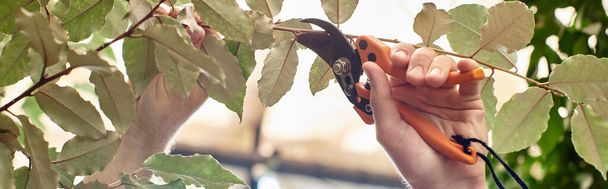 cropped banner of gardener cutting branches of plants with gardening scissors in greenhouse - Photo, Image