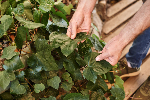 oříznutý pohled na zahradníka, který zkoumá čerstvé listy na keři ve skleníku, muže dotýkajícího se čerstvého listí - Fotografie, Obrázek