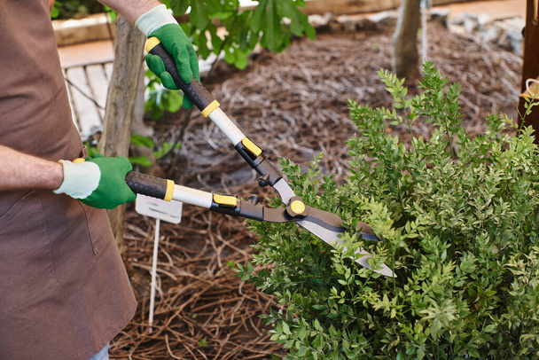 cropped shot, gardener in linen apron trimming green bush with big gardening scissors in greenhouse - Photo, Image