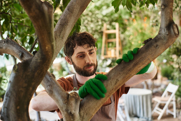 όμορφος γενειοφόρος κηπουρός σε γάντια εξέταση δέντρο στο σύγχρονο θερμοκήπιο, κηπουρική, έννοια - Φωτογραφία, εικόνα