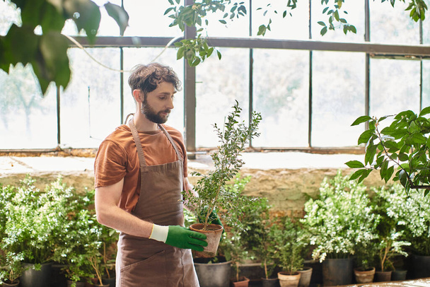 giardiniere bello e barbuto in guanti e grembiule di lino che tiene pianta in vaso in serra - Foto, immagini