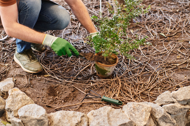 Καλλιεργούμενη φωτογραφία του κηπουρού σε γάντια και ποδιά μεταφύτευσης φυτών και εκσκαφής σε θερμοκήπιο - Φωτογραφία, εικόνα