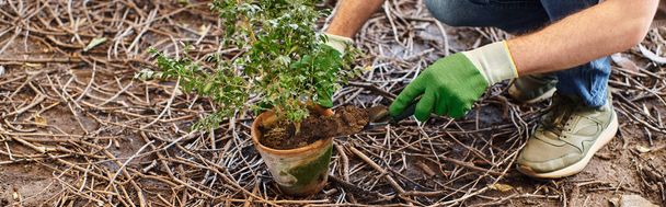 bannière cultivée de jardinier dans des gants et tablier transplantation plante et creuser le sol en serre - Photo, image