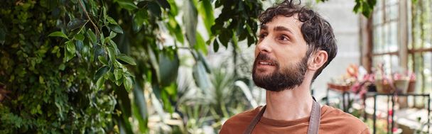 handsome and bearded gardener in apron looking at green foliage on tree in greenhouse, banner - Photo, Image