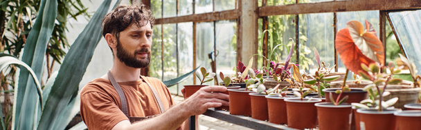 jardineiro bonito e barbudo em avental de linho olhando para plantas verdes em rack em estufa, banner - Foto, Imagem