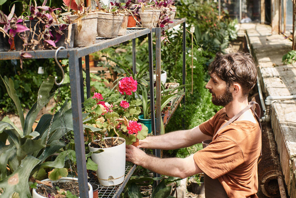 side view, happy bearded gardener in linen apron holding plant with flowers on rack in greenhouse - Photo, Image