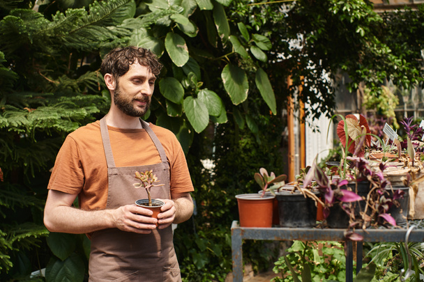 heureux jardinier barbu en tablier de lin tenant plante en pot en serre, concept d'horticulture - Photo, image