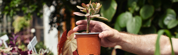 обрезанный снимок садовника, помещающего горшечное растение на стойку в оранжерее, садоводческий баннер - Фото, изображение