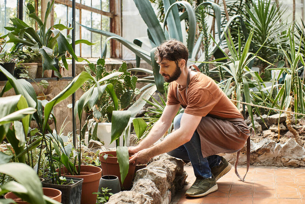 przystojny i brodaty mężczyzna w fartuchu lnianym pracujący z roślinami w szklarni, profesjonalny ogrodnik - Zdjęcie, obraz