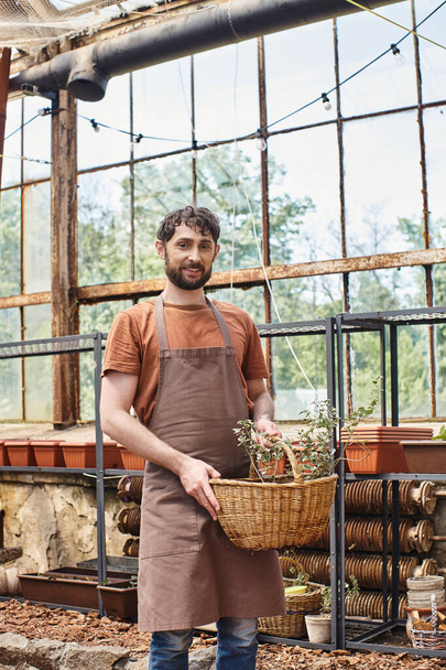 happy and bearded gardener in apron holding wicker basket with plant in greenhouse, professional - Photo, Image