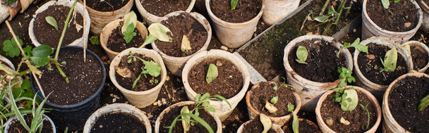 top view of green sprouts in soil inside of pots inside of greenhouse, potted plants banner - Photo, Image