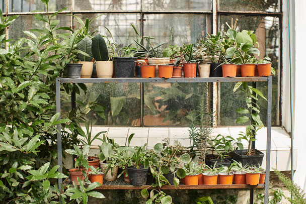 növények zöld levelek virágcserépben állva állványon belül üvegház, kertészet koncepció - Fotó, kép