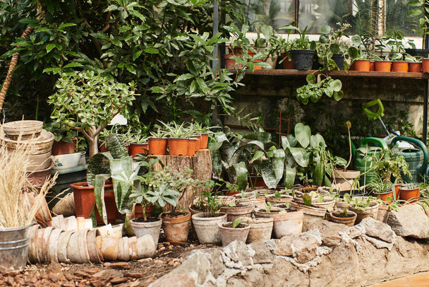 plantes avec des feuilles vertes dans des pots de fleurs à l'intérieur de la serre, concept horticole - Photo, image
