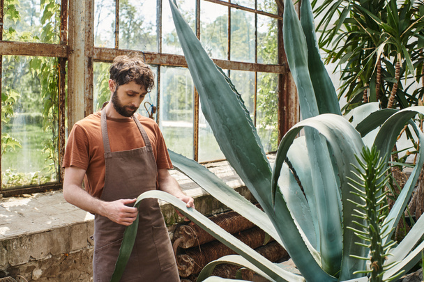 jóképű és szakállas kertész kötényben ellenőrzi az aloe vera növény leveleit üvegházban, földgondozás - Fotó, kép