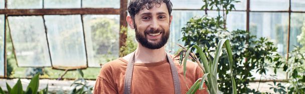 alegre jardinero con barba mirando a la cámara y de pie rodeado de plantas verdes en invernadero - Foto, Imagen