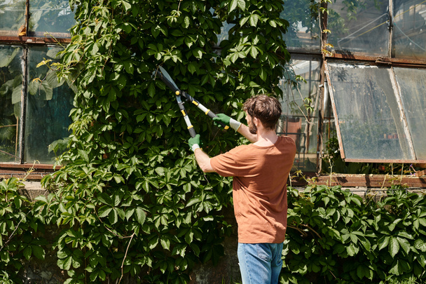 Jardinero barbudo en guantes y camiseta cortando ramitas en árbol verde con grandes tijeras de jardinería - Foto, imagen