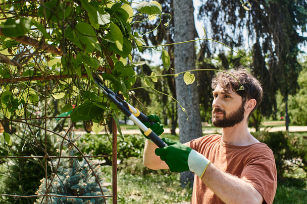 大きなガーデニングハサミで緑の木にツイッグを切る手袋のひげ付き庭師 - 写真・画像