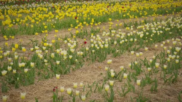 黄色いチューリップの花が畑で育っています. スローモーション - 映像、動画
