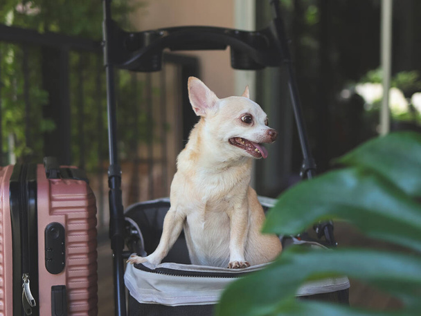 Retrato de perro chihuahua de pelo corto marrón de pie en cochecito de mascotas con maleta rosa en el jardín. Mirando hacia otro lado curiosamente. vacaciones y viajar con concepto de mascota - Foto, Imagen