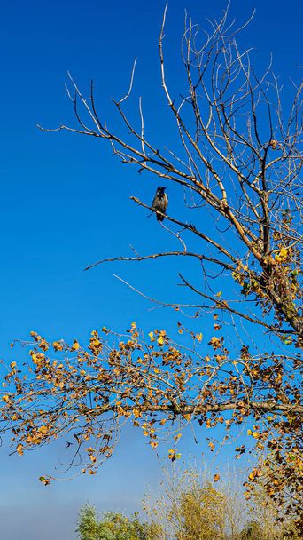 Orilla del río Otoño. Dinero amarillo en los árboles, huellas en la arena. Cuervos en los árboles. Camping - Foto, Imagen
