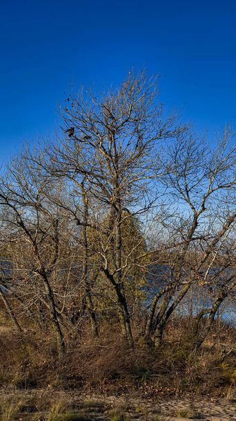 Orilla del río Otoño. Dinero amarillo en los árboles, huellas en la arena. Cuervos en los árboles. Camping - Foto, imagen