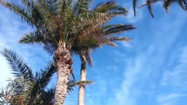 A repülő az égen repül a zöld pálmafák hátterében. - Felvétel, videó