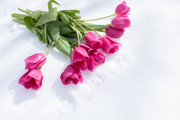 bouquet of pink tulips lies on the snow. Women's Day, March 8, Mother's Day, Valentine's Day. copy space. Hi spring. Between winter and spring. opposite concept, snow, cold and flowers - Photo, Image