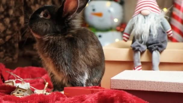 Śmieszne Boże Narodzenie króliczek wśród prezentów Wigilii. - Materiał filmowy, wideo