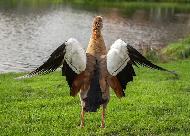 A full-length adult Nile goose (Alopochen aegyptiaca) photographed from behind - Photo, Image