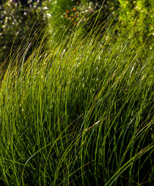 kapky rosy na zelené trávě - Fotografie, Obrázek