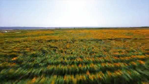 Dynamische fpv-Drohne schoss über endlose Felder mit blühenden Sonnenblumen, eine reiche Ernte. Schöne Landschaft - Filmmaterial, Video