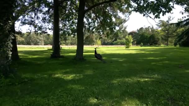 Basso drone girato in orbita pavone selvatico passeggiando sul campo verde all'ombra di un grande albero, parco naturale - Filmati, video